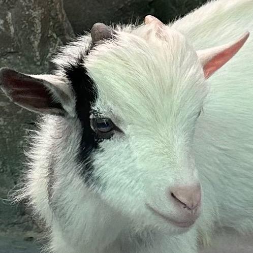 爱吃马铃薯的土豆