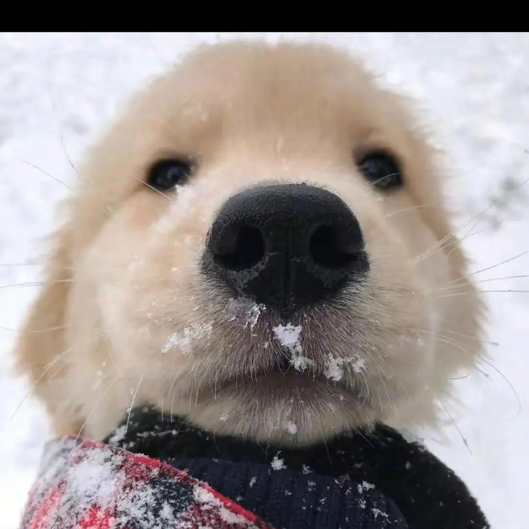 狗头🐶老菜