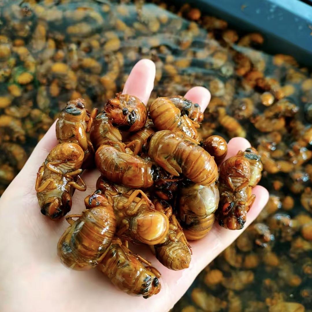 福弘聚芦笋金蝉养殖