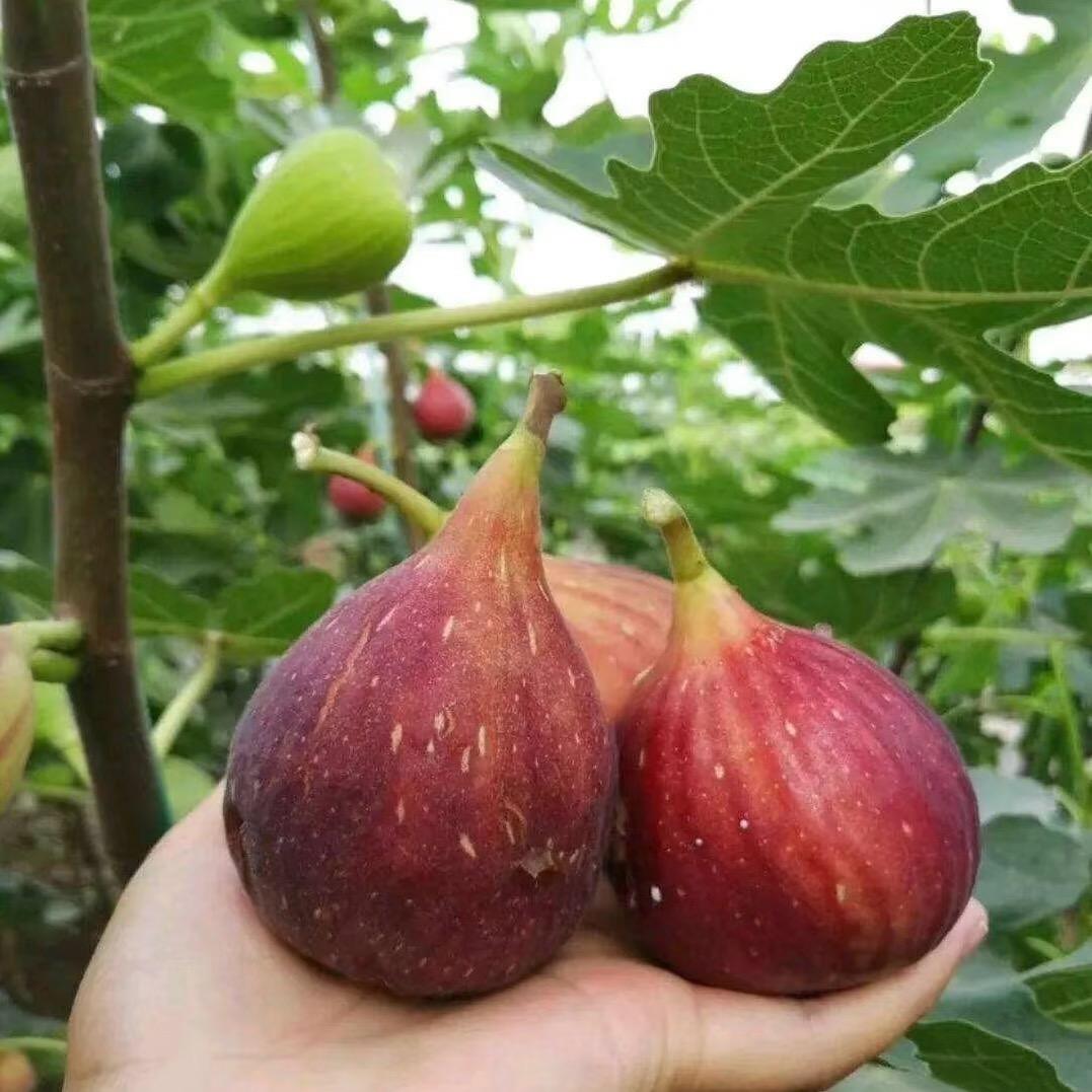 田园牧歌苗木基地