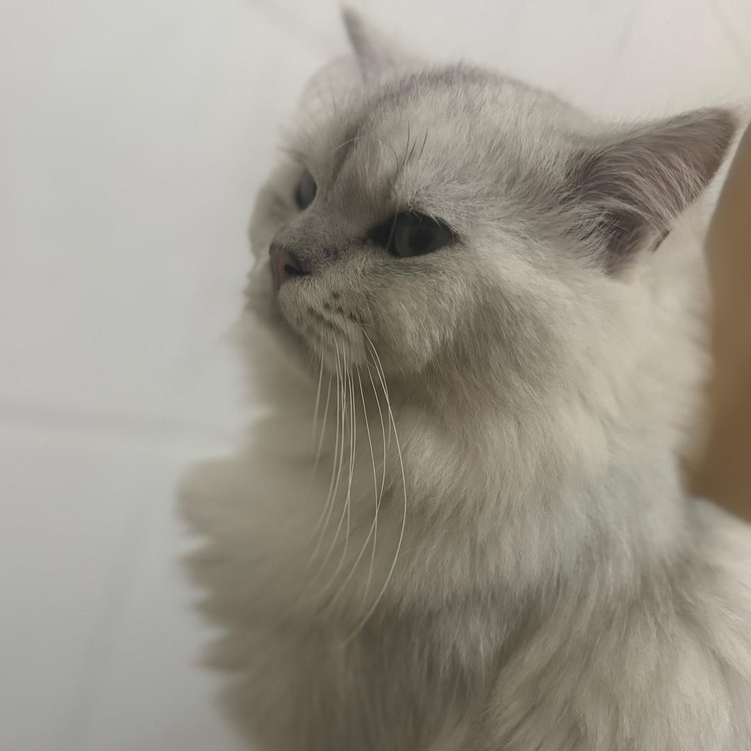 威风的龙