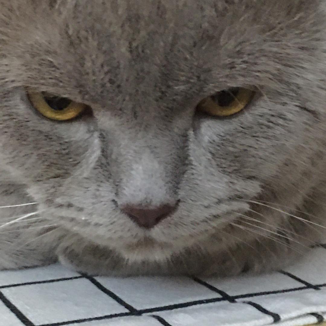 木开