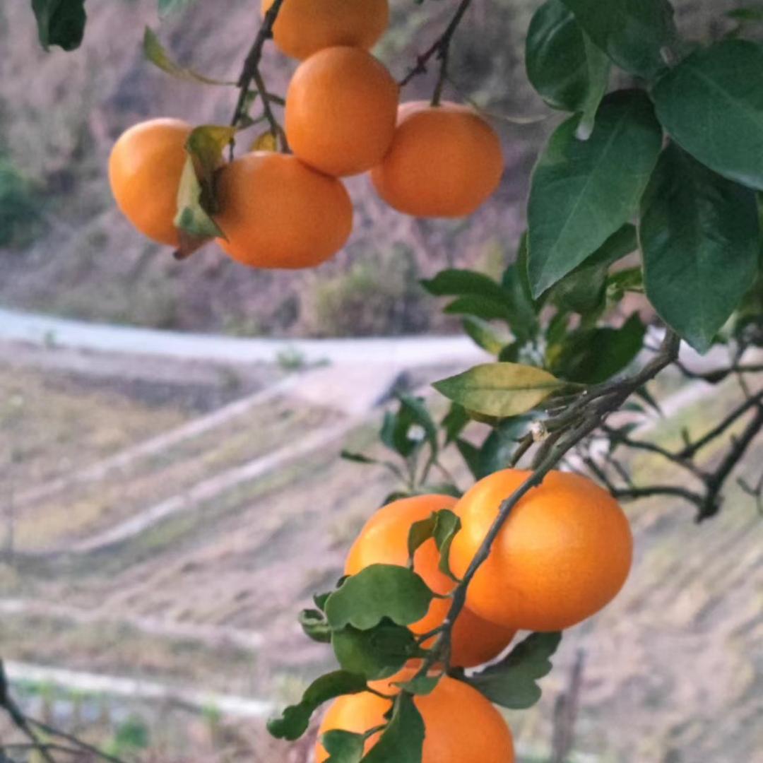 小夏农场的农产品