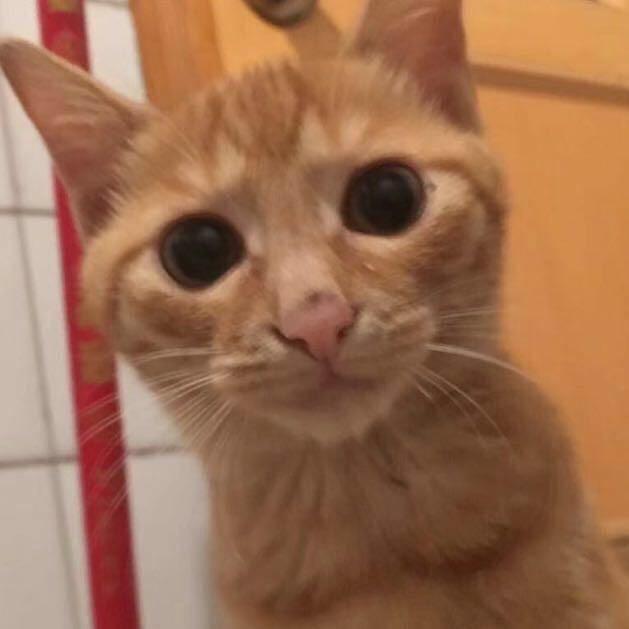 加强双刀（我们风玉不是人机