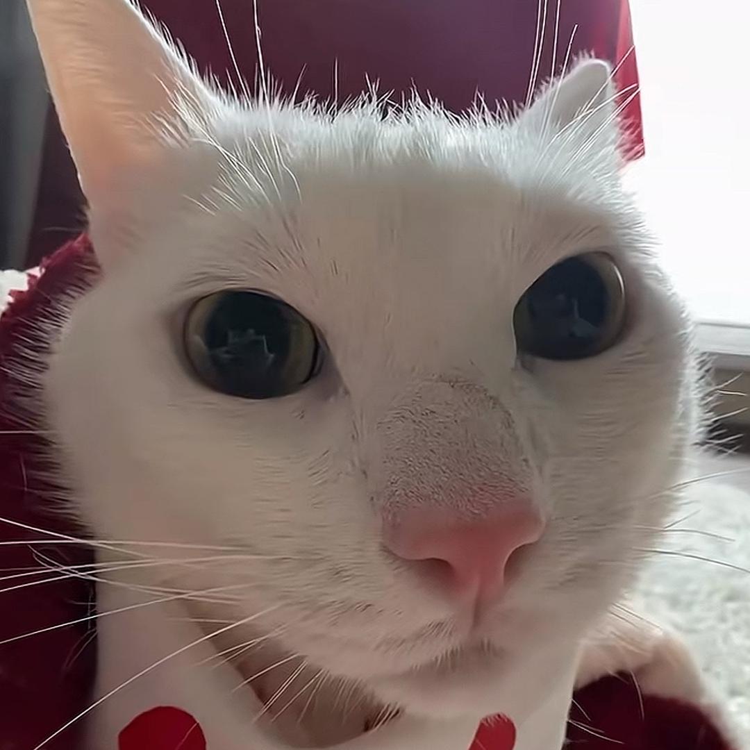 想吃串.