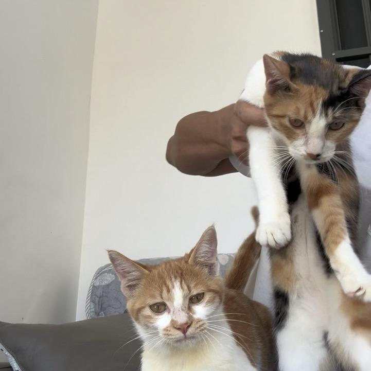 渝见滇猫