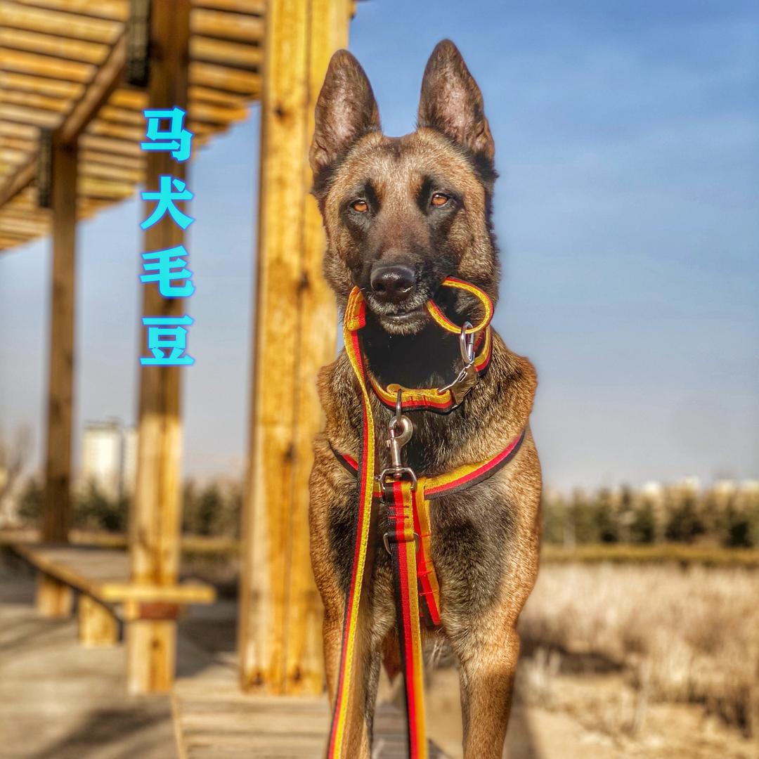 马犬毛豆