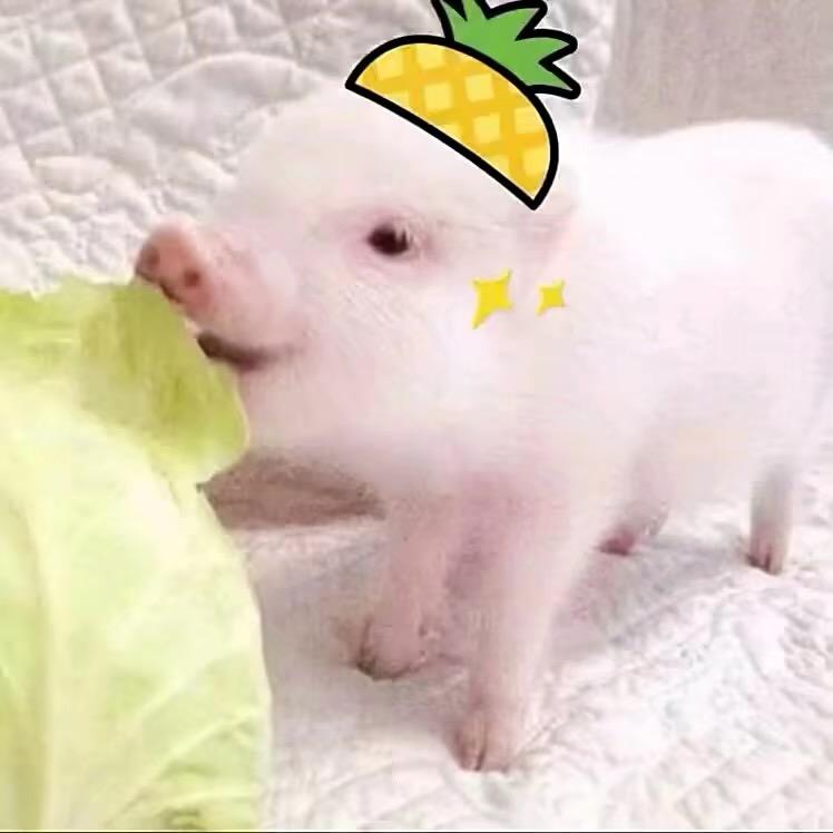 𝑽𝒖𝒊𝒕𝒕𝒐𝒏-十七号