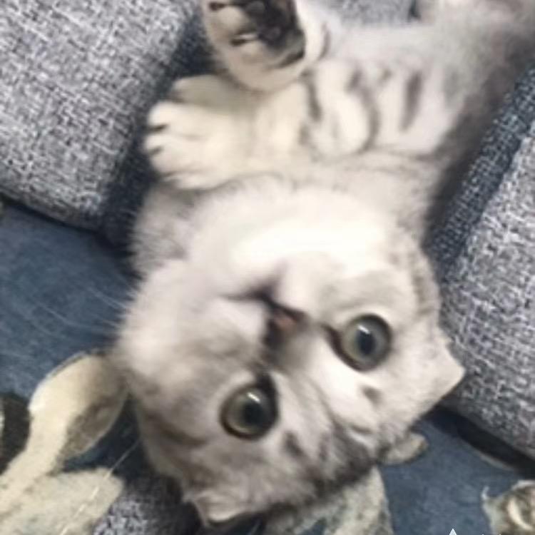 鹿崽-
