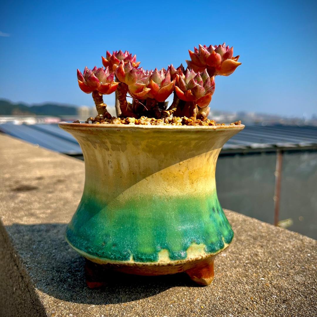 景德镇美柚花盆