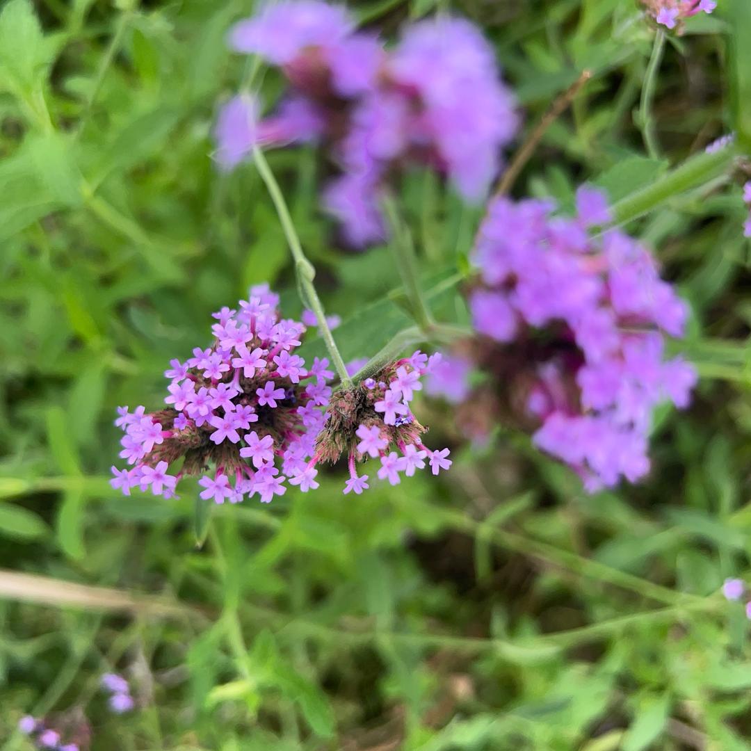 🥀᭄半醒半醉꧔ꦿᩚ半浮生💕