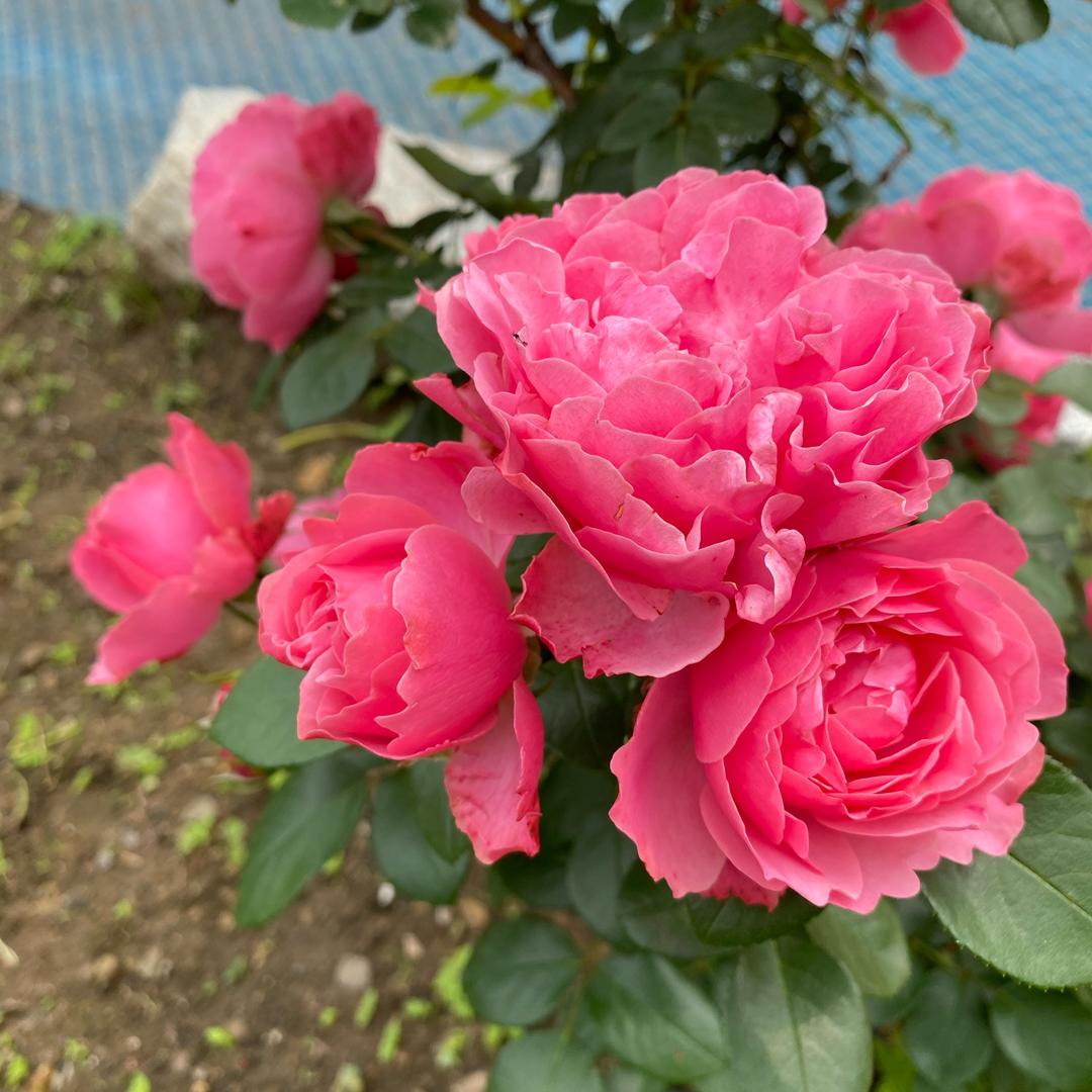 叶子小院