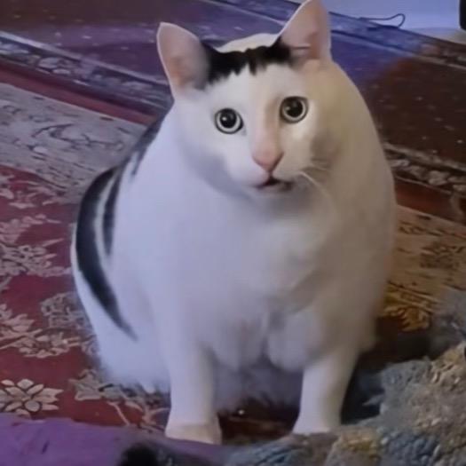 犇猋骉麤