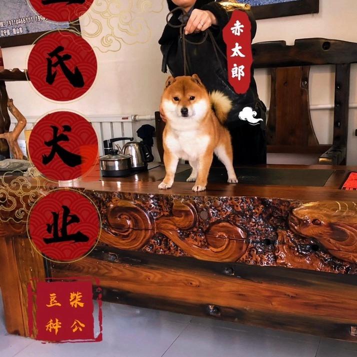 王氏犬业豆柴庄园