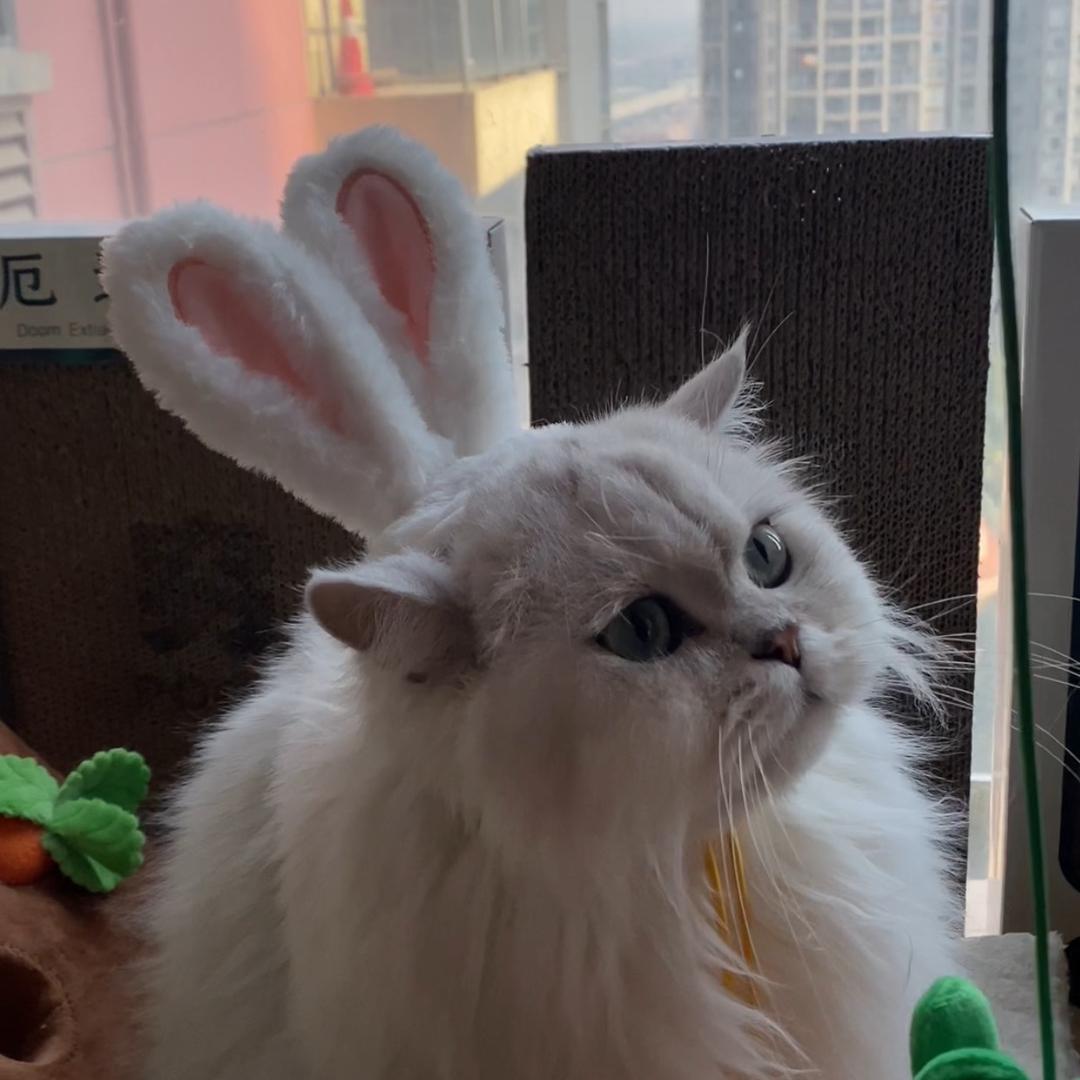 二哥是个大眼仔