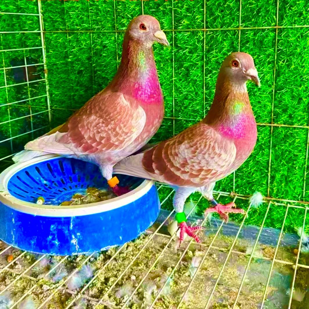 东方红詹森红狐