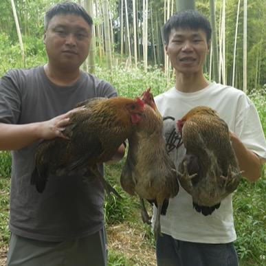 小安家散养土鸡(传统养鸡人)