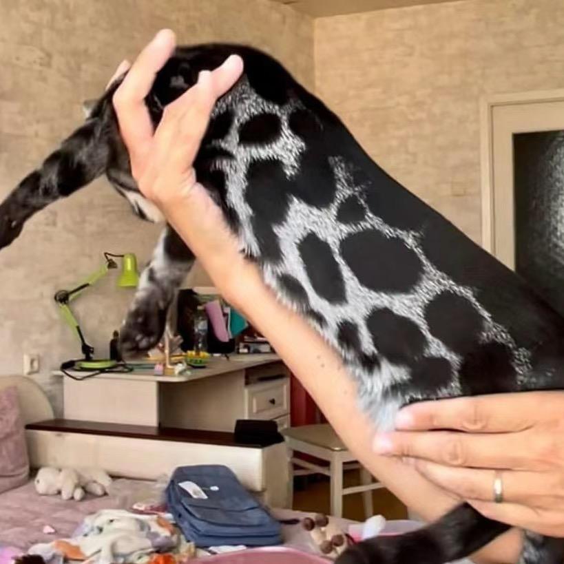 广州孟加拉豹猫