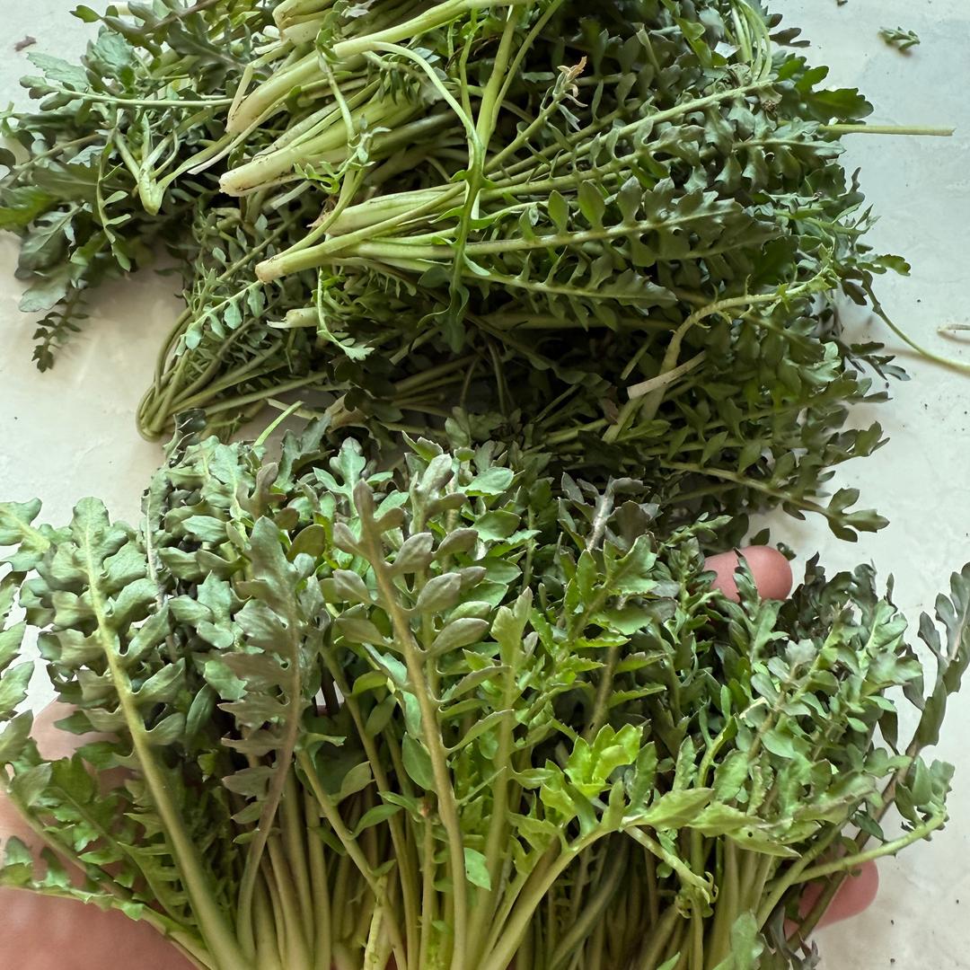东北山野菜