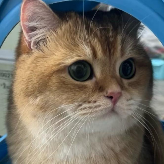 𝘾𝙝𝙖𝙪𝙣𝙘𝙚𝙮.