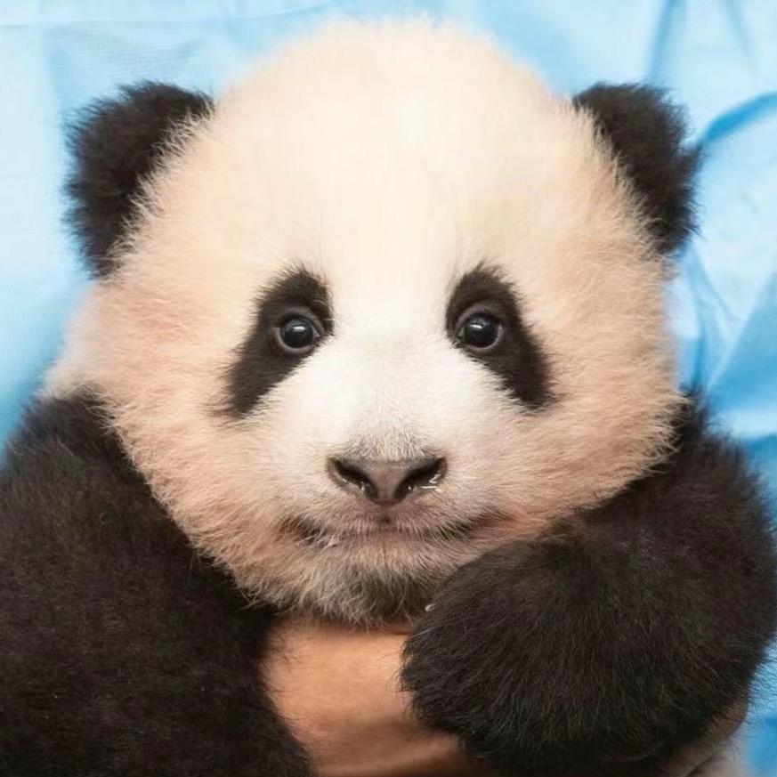 虎皮小加菲头像
