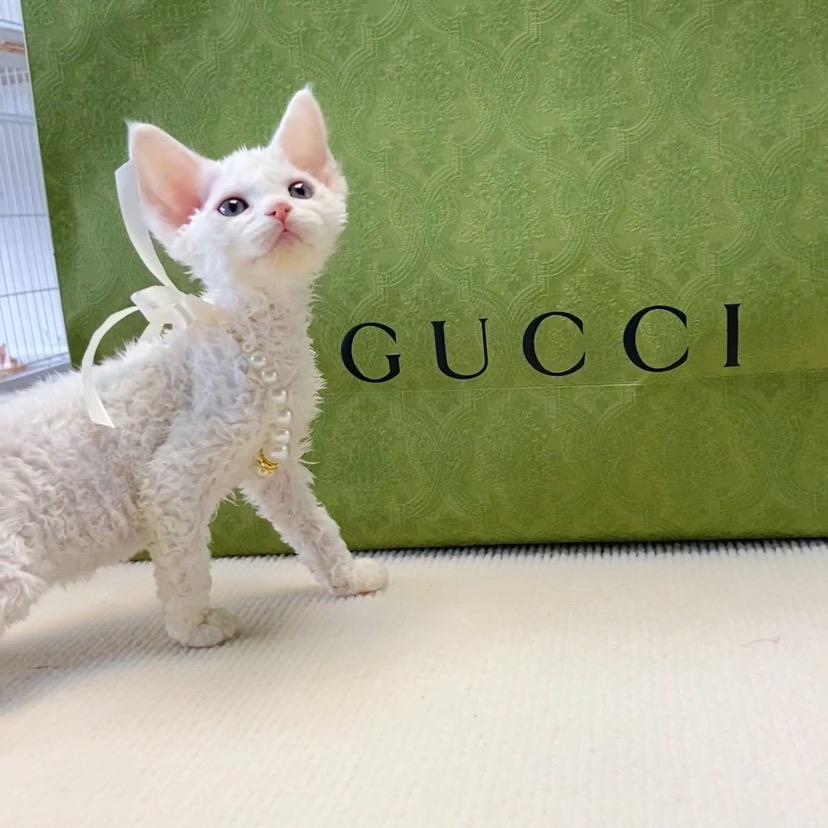 爱打盹儿的喵🐱（家庭繁育）