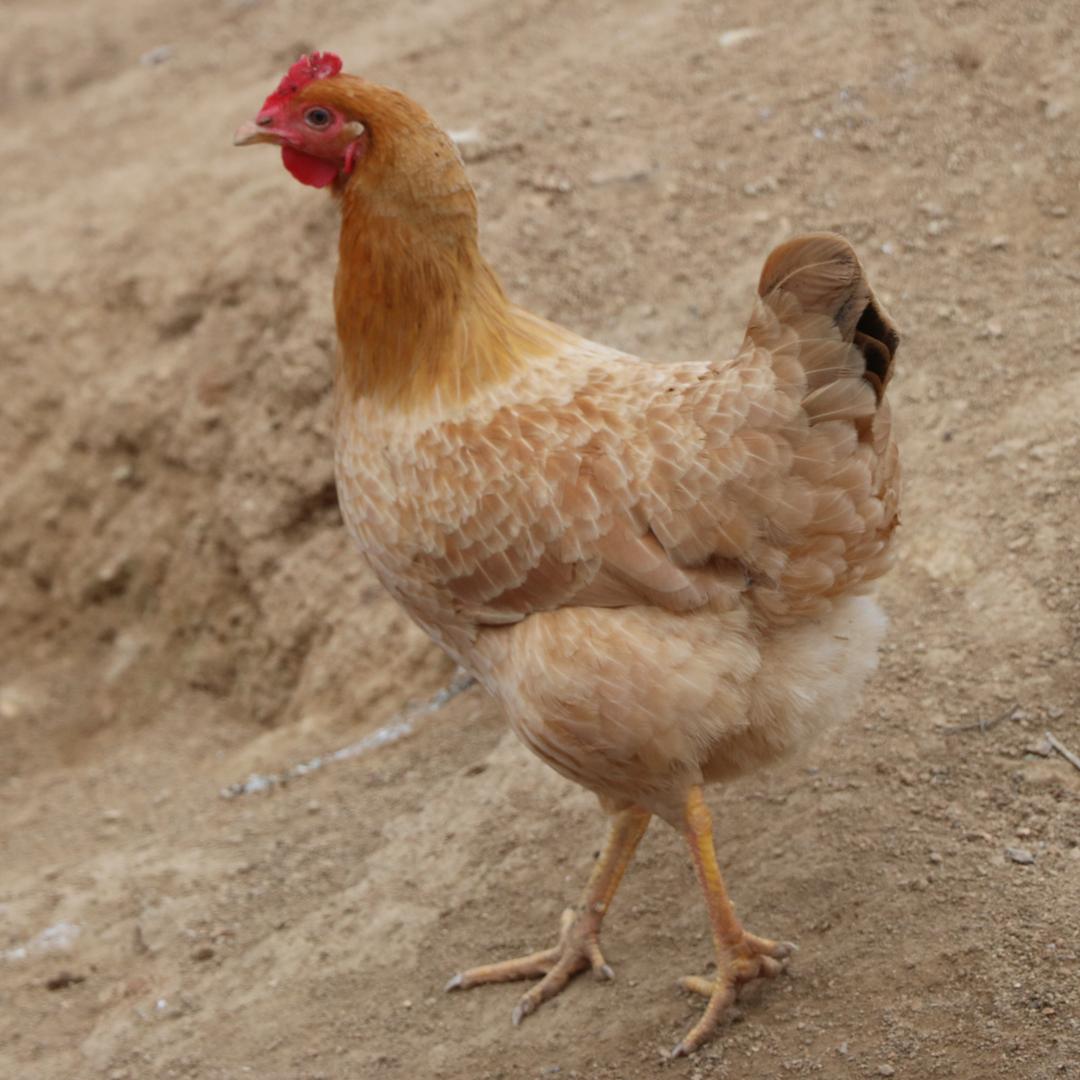 鲜来鲜网跑山鸡