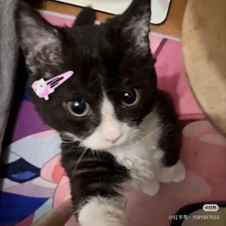流浪小狗