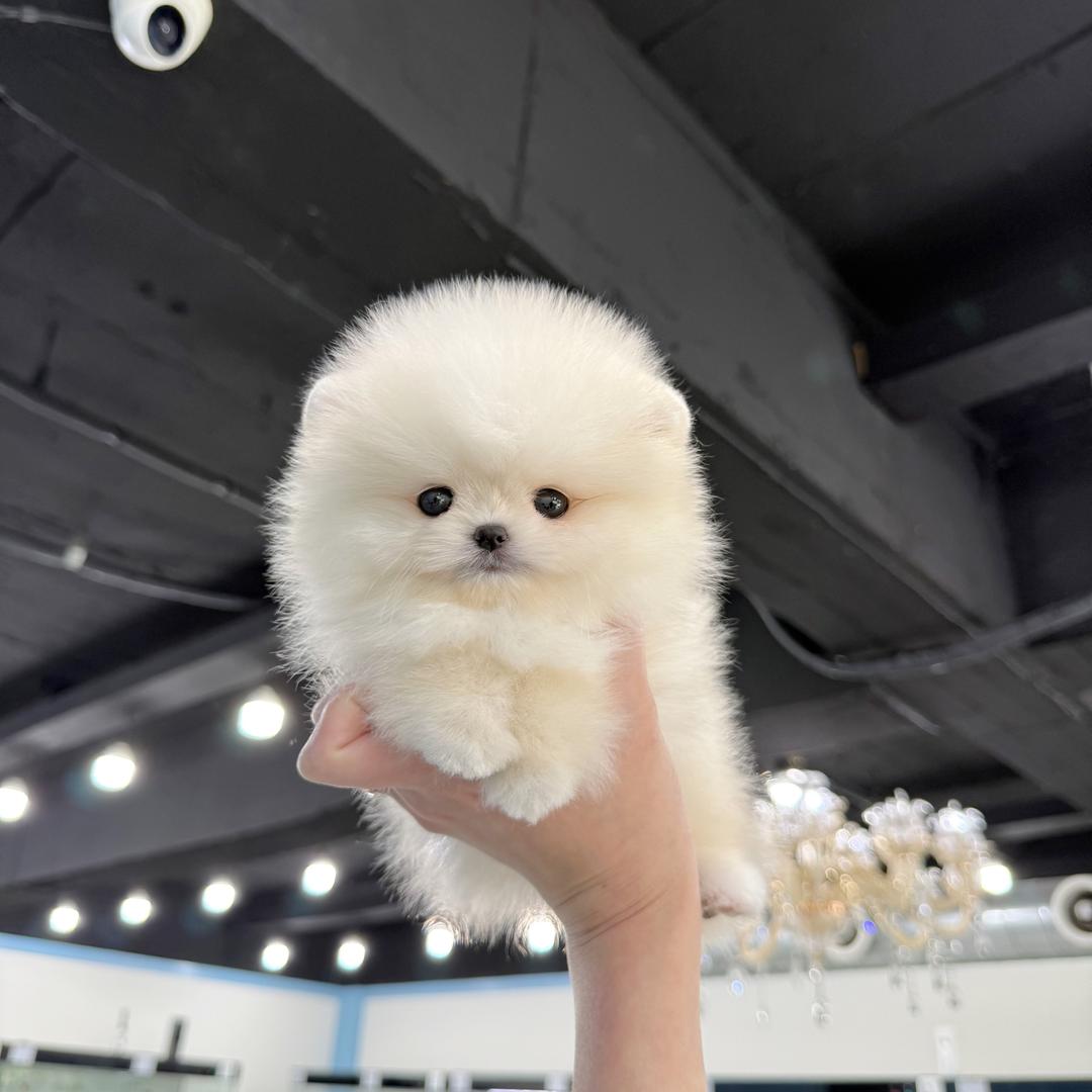 네츄럴