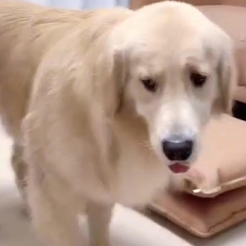 🐶🐶🐷游戏