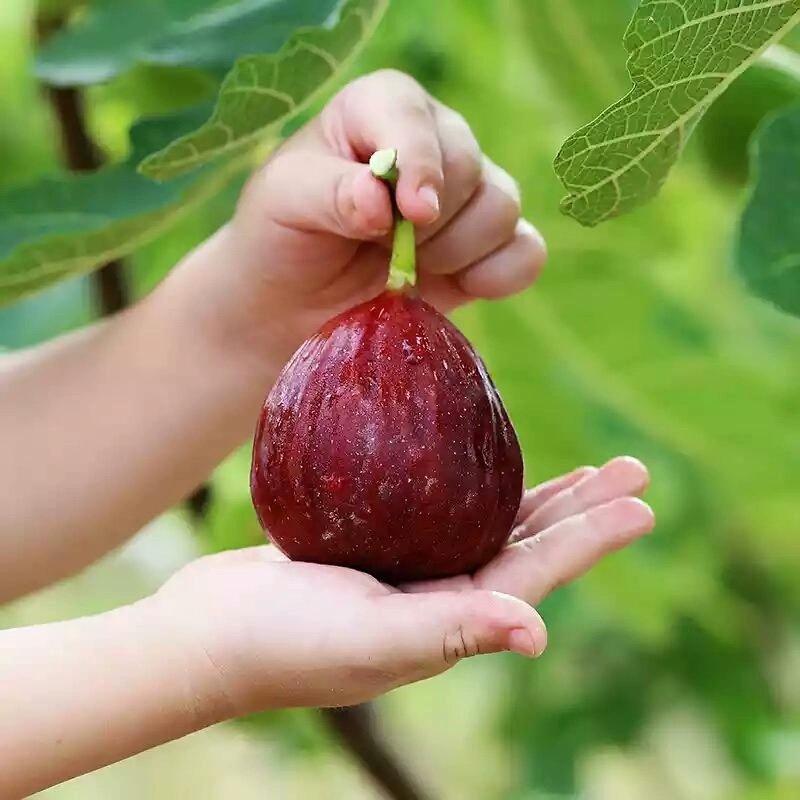 云格丽果树苗木旗舰店