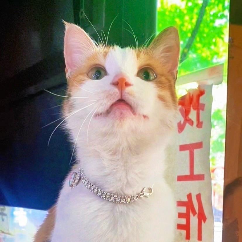 喵亦菲