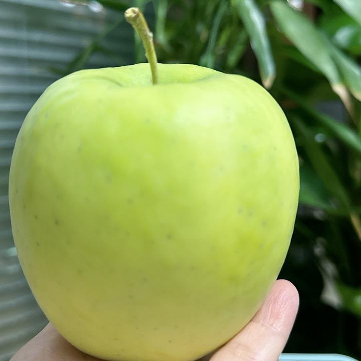 苹果种植技术科普