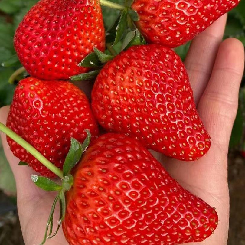 吉林小宋采摘园（华丹大街高速路口）