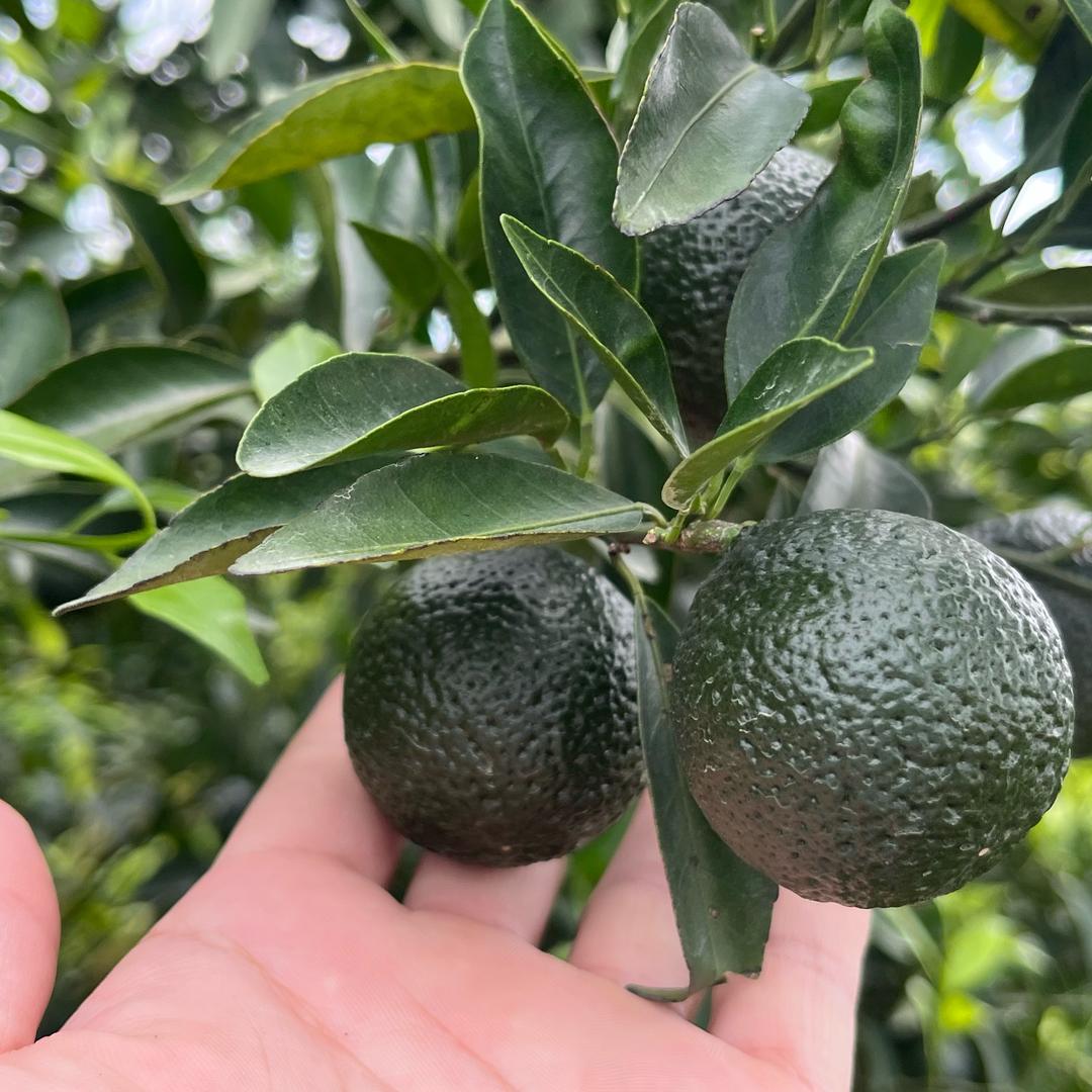 星惠陈皮供应链 新会陈皮