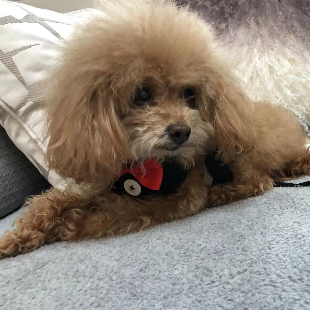 @多多是只小泰迪