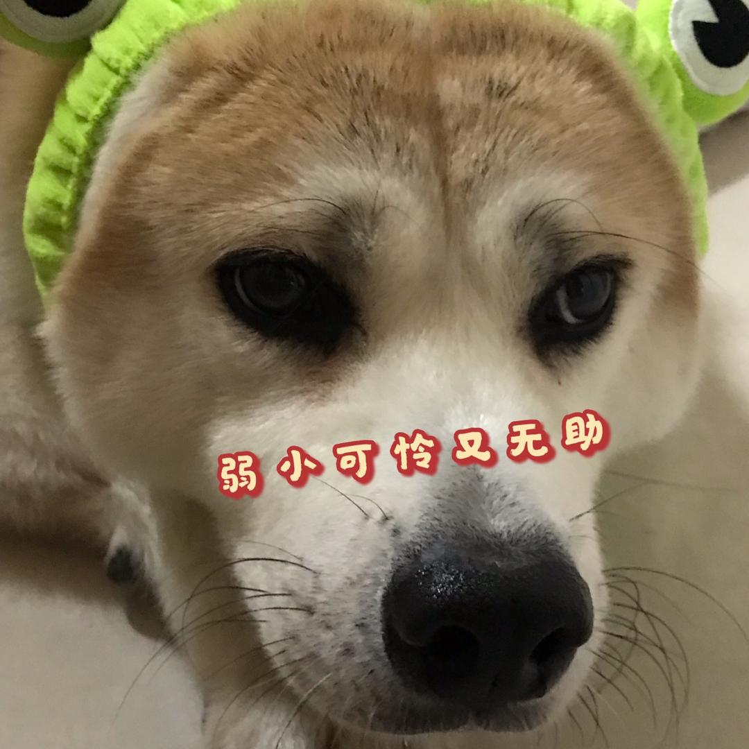 小白霸霸