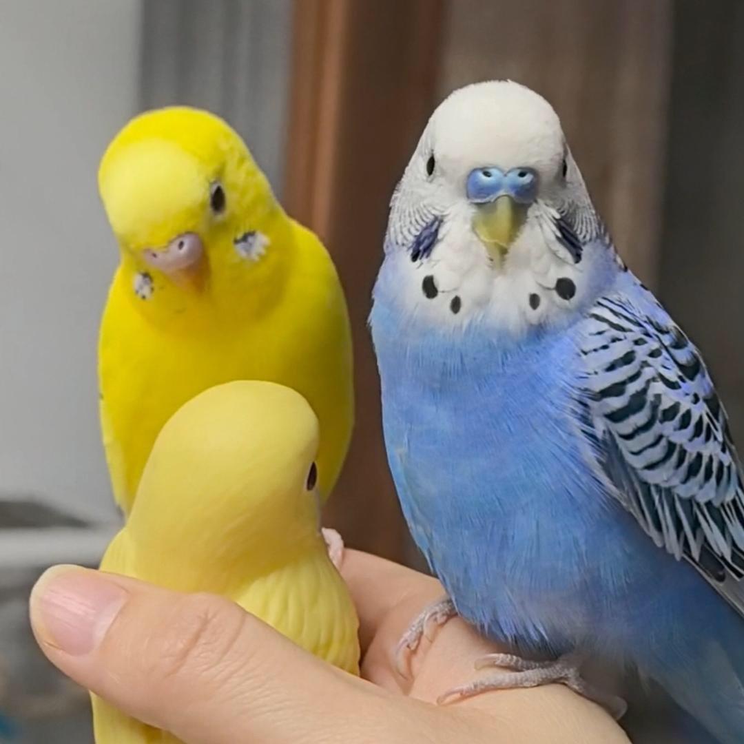 苏小妹宠物鹦鹉