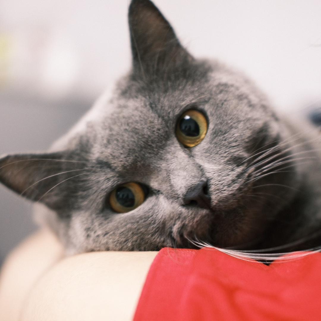 S猫🐱
