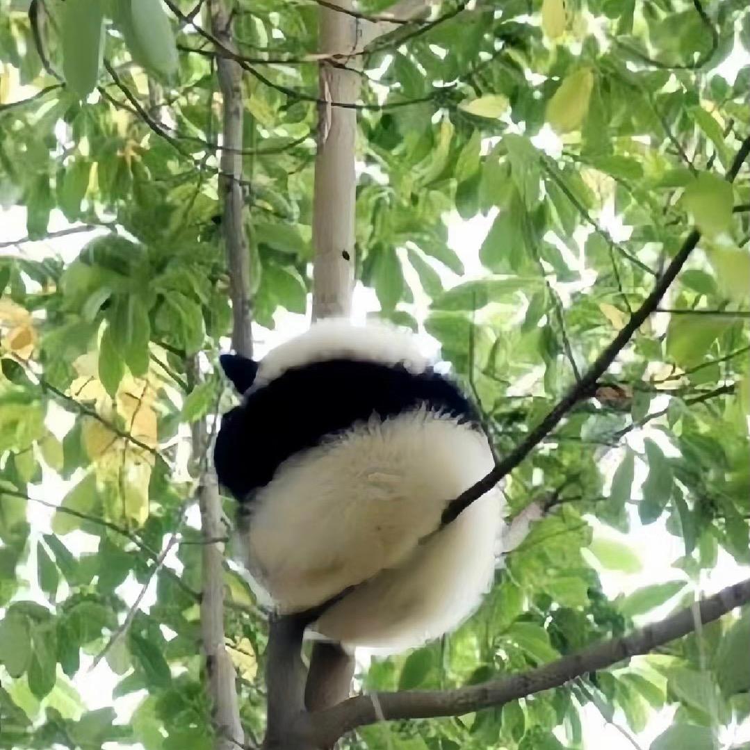 逸凡