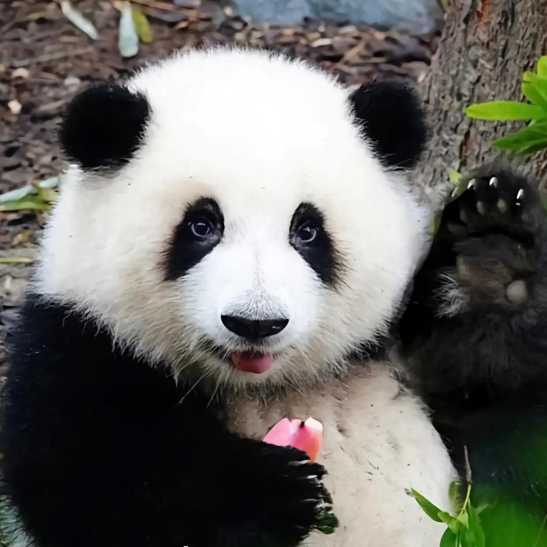 🐼花和叶