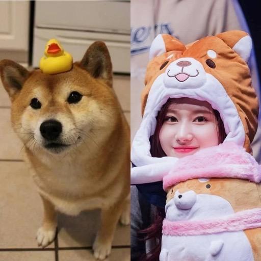 湊崎紗撩金傻柴