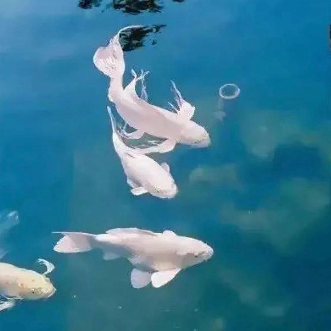 好运连连