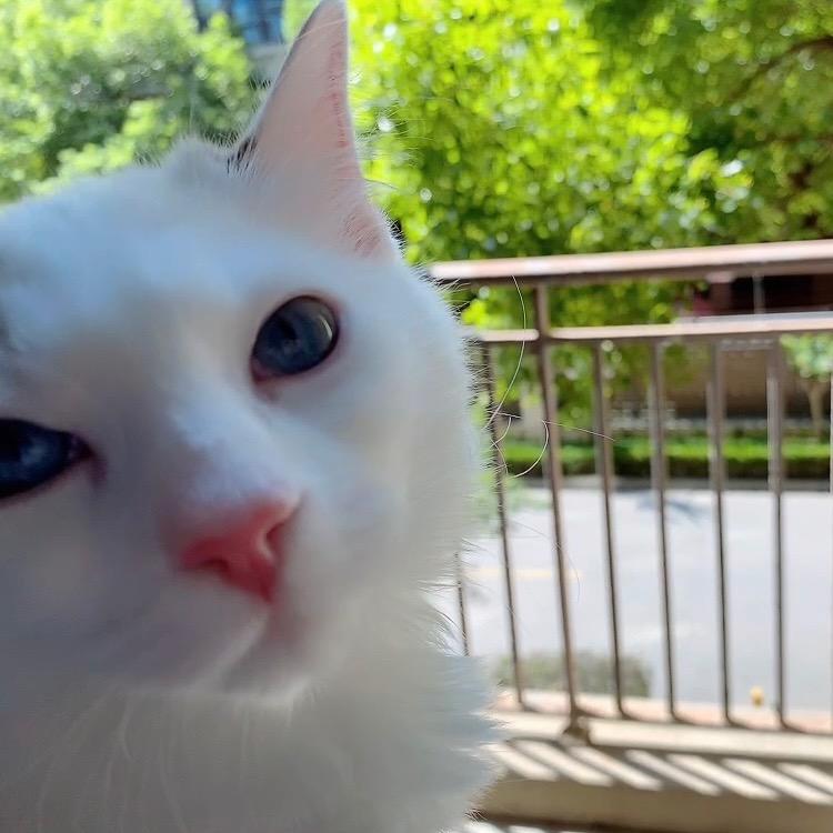 爱吃猫咪鱼