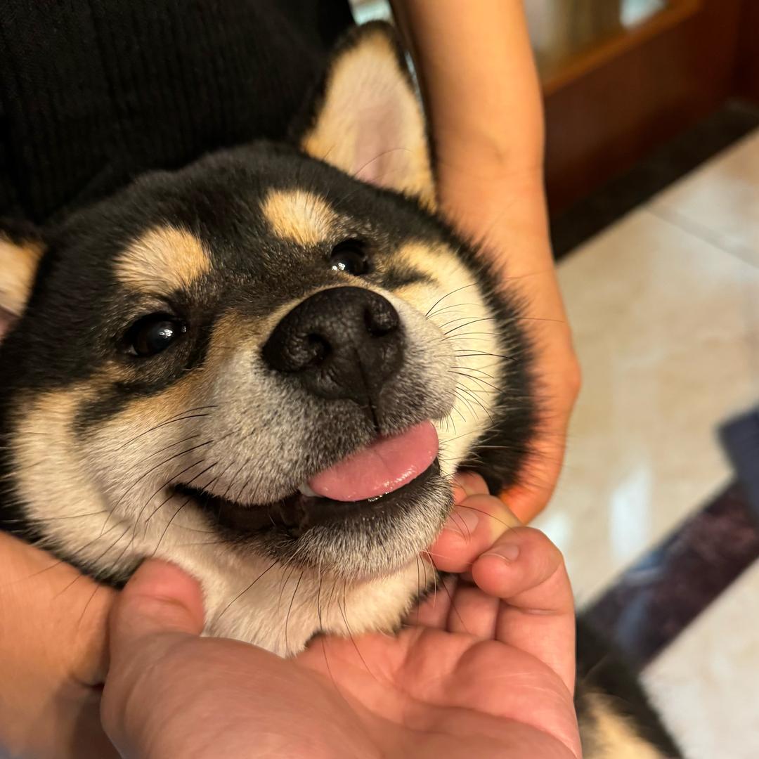 认真锻炼的青花鱼