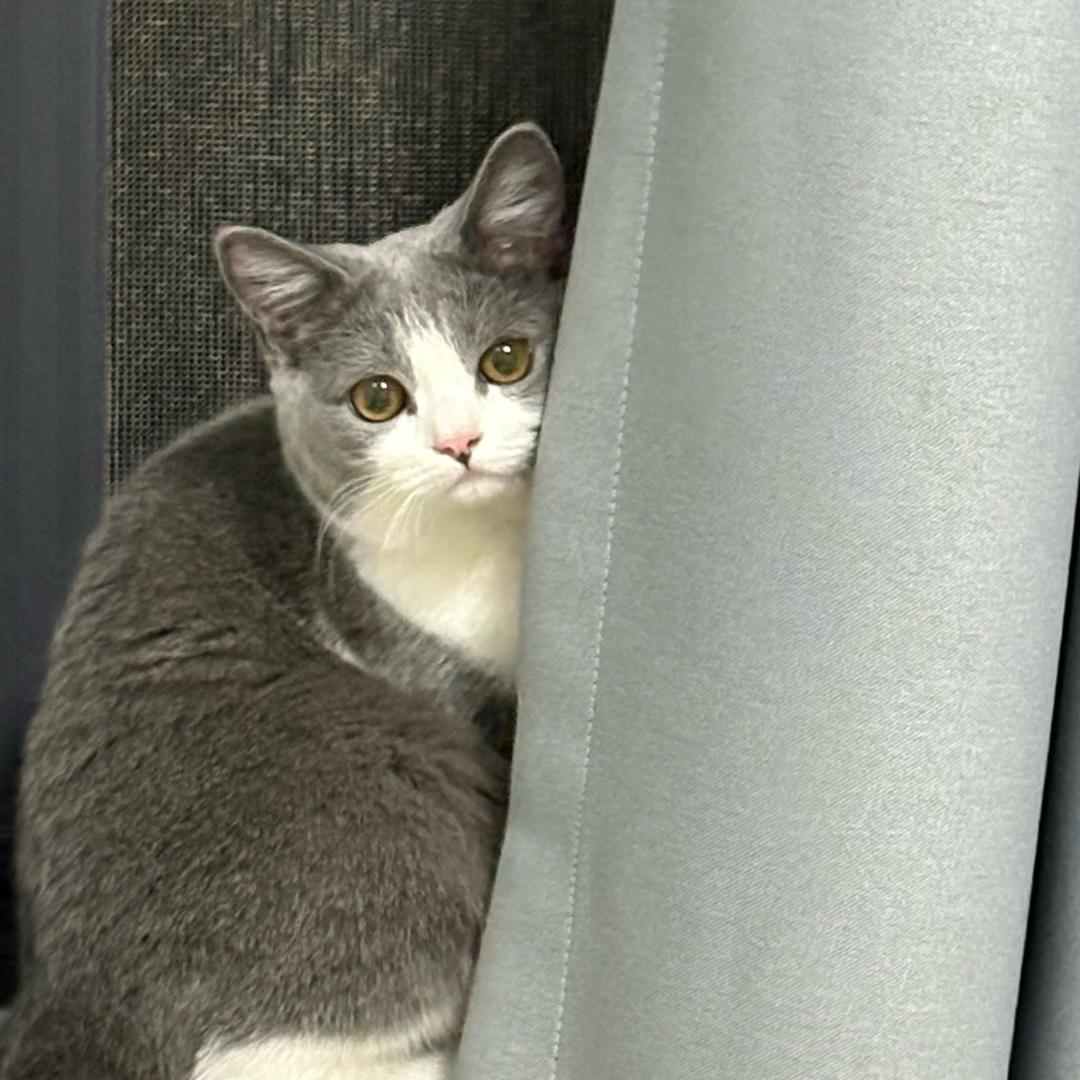 奥利奥不爱吃罐罐