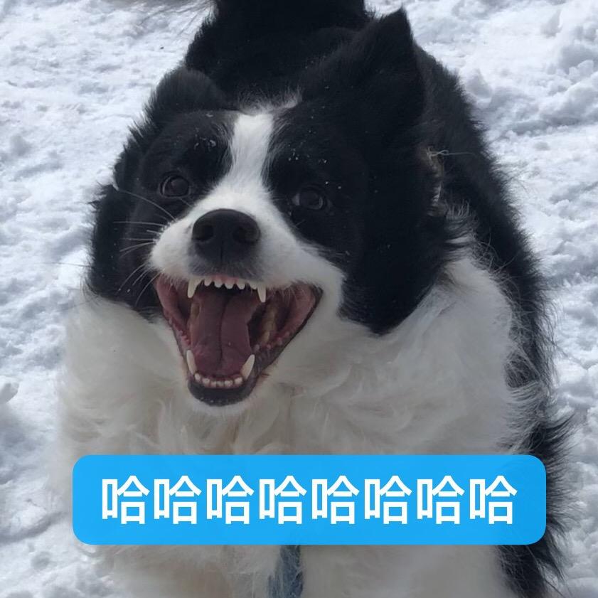 棒棒的飕小伽
