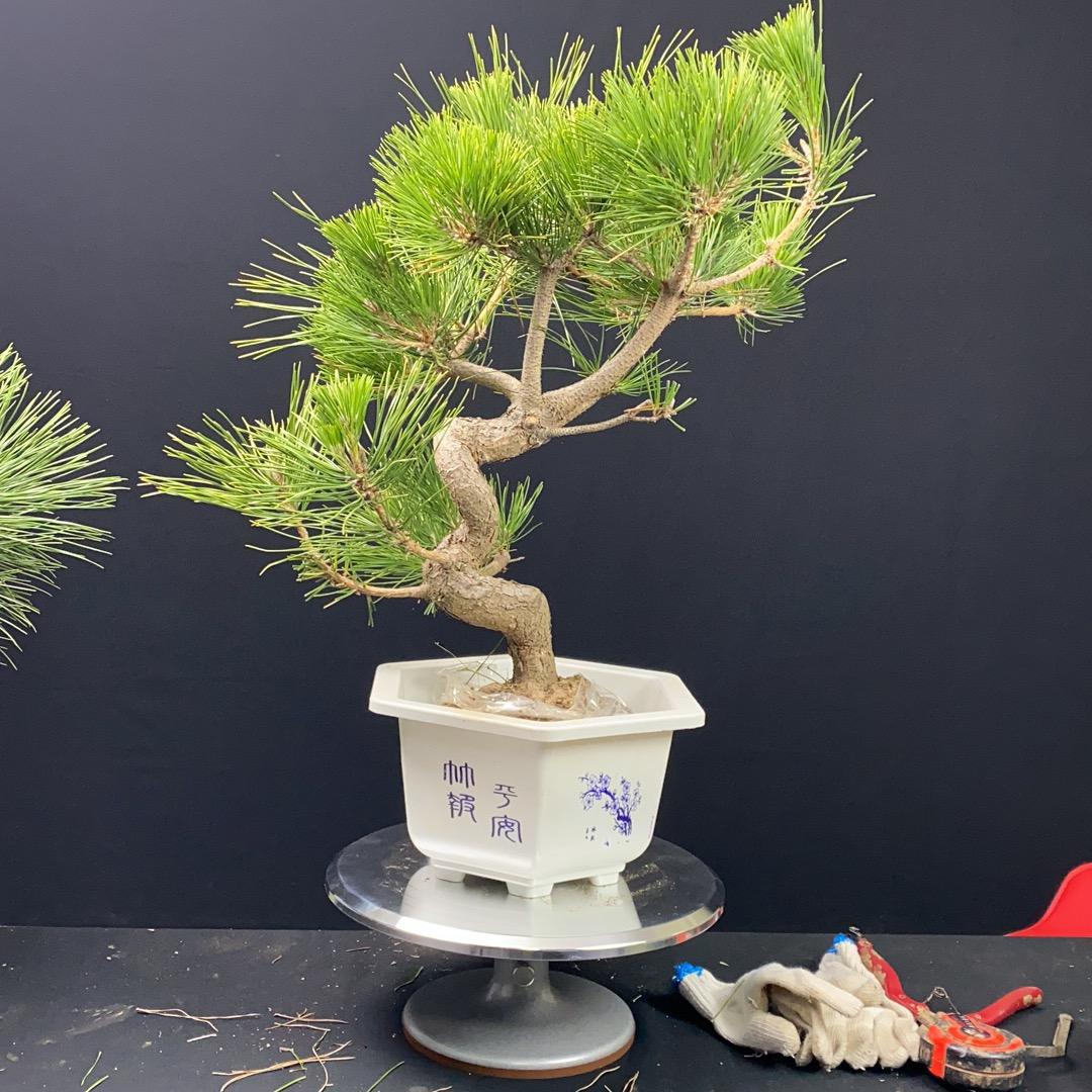 抖抖黑松盆景园