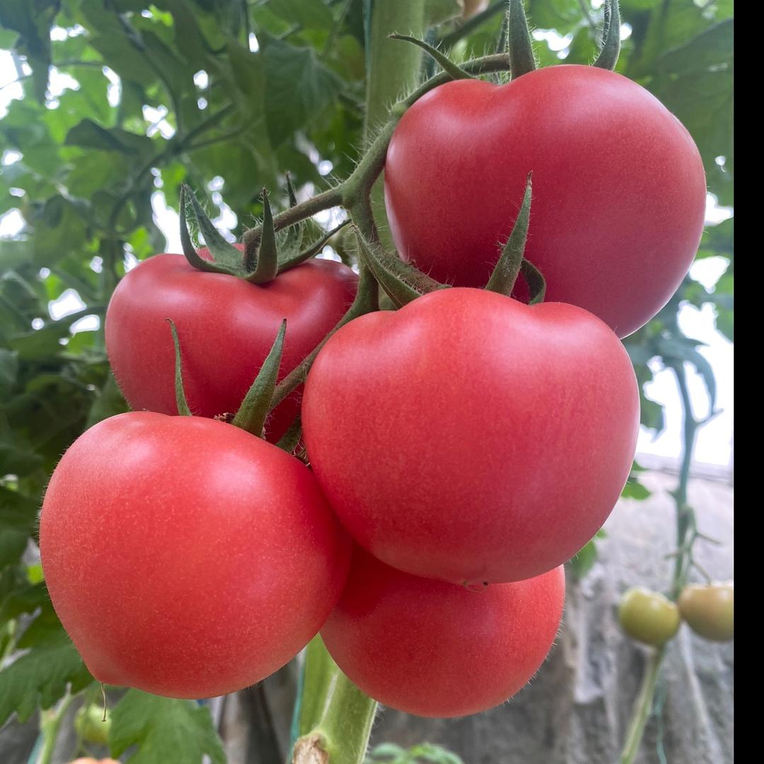 康美瑞莱农业 ～吴慧慧🍅