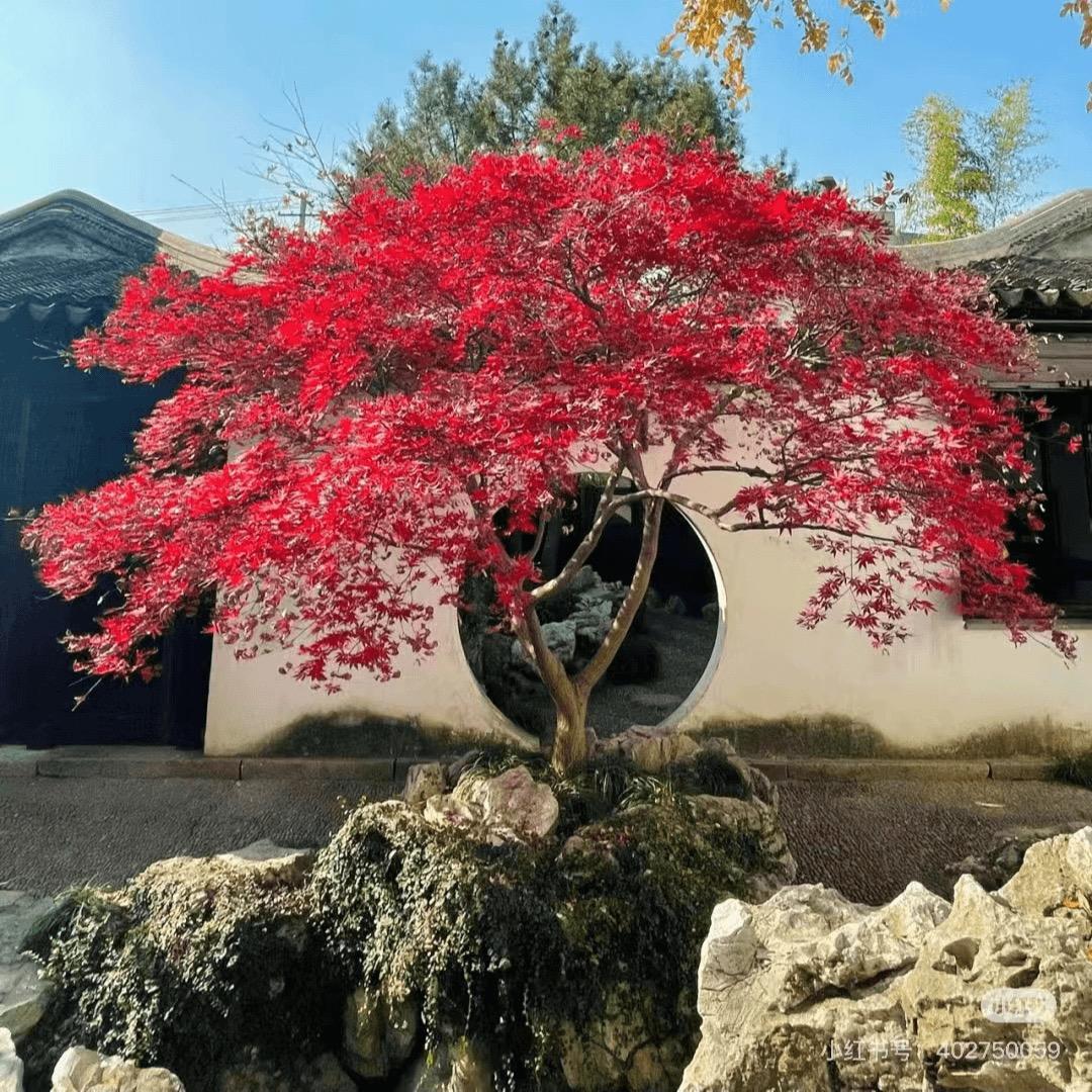芊枫彩园林